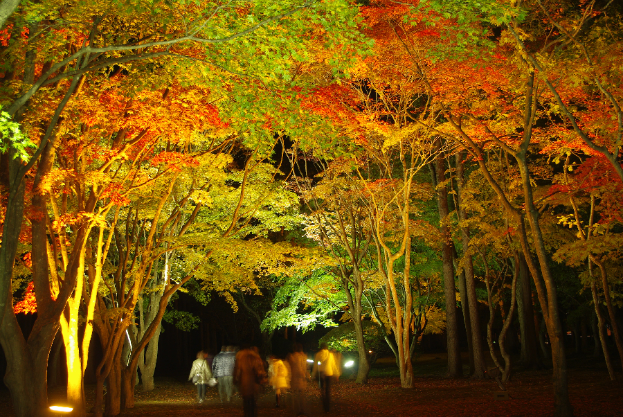 函館10月紅葉