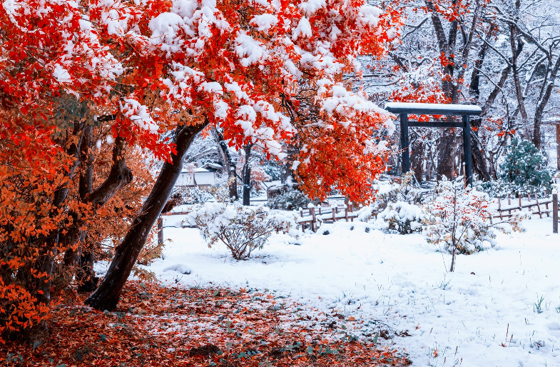 紅葉と冠雪