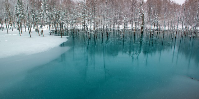 美瑛冬の青い池