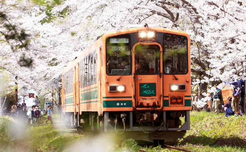 ゴールデンウイークの北海道旅行は函館 札幌 旭川のお花見プランもおすすめ