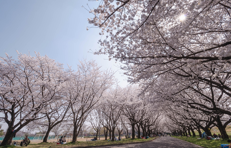 北海道の花見時期 札幌の桜見頃ピークは5月上旬ゴールデンウイーク